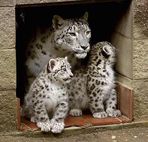 Himani, who gained national attention for giving birth to seven cubs, has died at 17 years old. (Photo | AP)