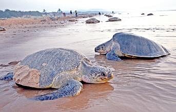 Olive Ridley turtles
