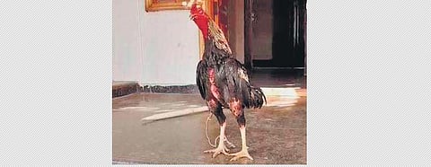 The rooster at the Gollapalli police station