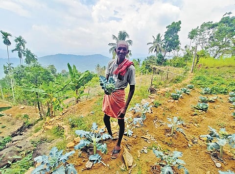 Kuriachan Theruankunel (56), an organic farmer, with broccoli on his farm at Josegiri in Kannur