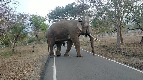 Rivaldo- the elephant. (Photo|EPS)