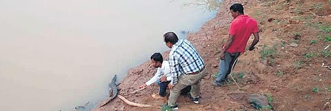 One of the crocodiles found in Kolab being released into Sabari river in Koraput