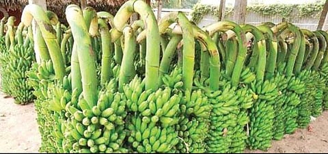 Decline in banana export affects manufacture of value-added items