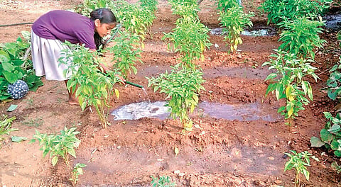 Steps to be taken to overcome the constraints in natural farming and increase the profitability of farmers