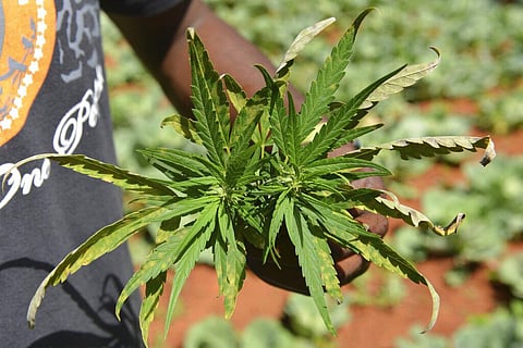 Law enforcement groups, religious advocacy groups and addiction prevention advocates have been among those opposed to the measure. (Photo | AP)