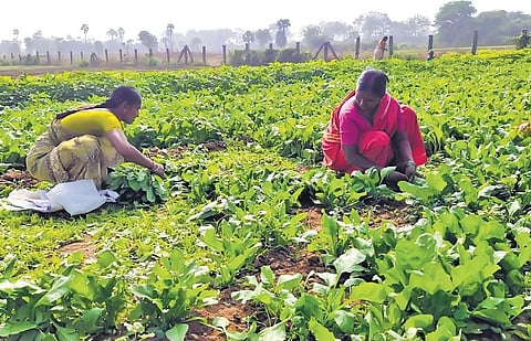 Woman farmers at work on the premises of Warangal Fort