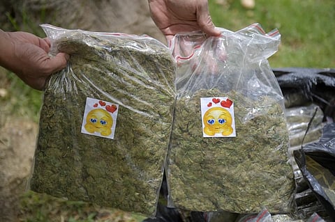 A Colombian police officer holds packages of seized marijuana in Bogota. (Photo| AFP)