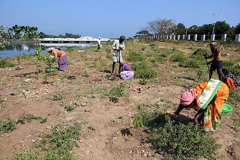 Mega plantation drive along the banks of Cooum | R Satish Babu