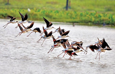 Waterbird census throws light on disappearing wetlands