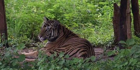 Tigress Sundari (Photo | EPS)