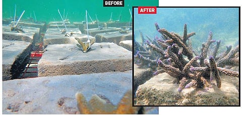 Live coral cover in Gulf of Mannar increases to 42.9%