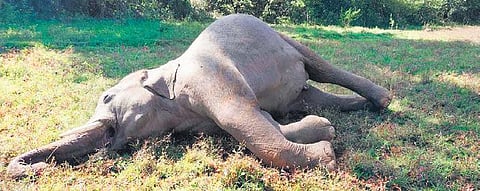 File photo of the jumbo carcass found in Sambalpur on November 30 last year