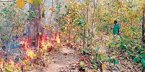 The task force has been assigned with the responsibility of improving the SOP to prevent and restrain such fire occurrences in the wild. (Photo | EPS)