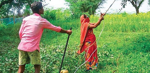 There are more than 73,000 women who earn between `25,000 and `50,000  extra every year from lac cultivation. (Photo | Express)