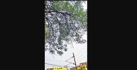 A neem tree spotted in the city