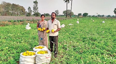 A farmer couple shows their produce, a vegetable, cultivated through the drip irrigation system in Siddipet district