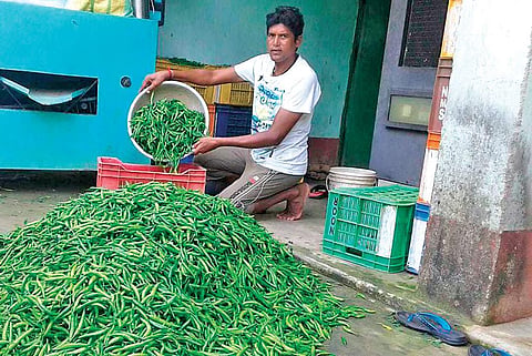 Krushna Nag sorting chillies near his farm land at Sanchegaon village. (Photo | EPS)