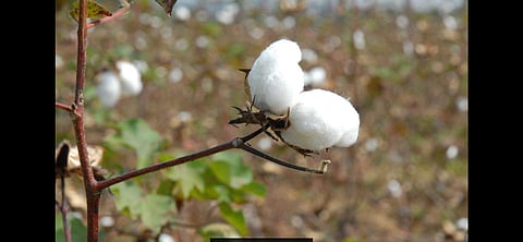 Gujarat, Karnataka, Andhra Pradesh, Madhya Pradesh and Tamil Nadu are main cotton growing states. (File Photo | EPS)
