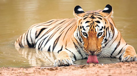 A tribute to the tigress of Tadoba