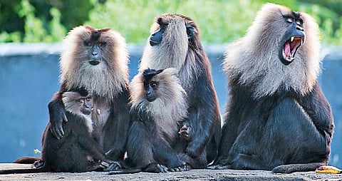 A group of lion-tailed macaque at the Arignar Anna Zoological Park  | Express