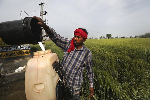 A laborer prepares pesticide to spray in standing wheat crop in Moga district of Indian state of Punjab. (Photo | AP)