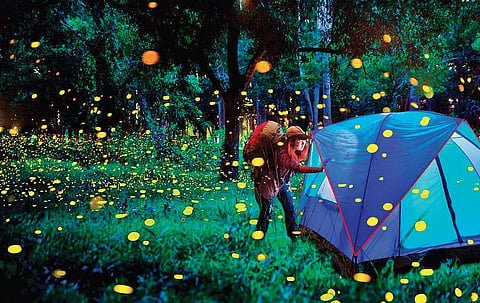 Travelling to watch insects in their natural surroundings has given rise to the phenomenon entomotourism. (Photo | Thrillophilia.com)