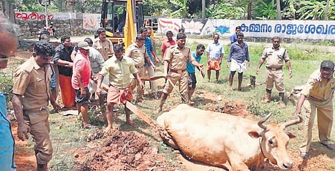Fire and Rescue Services officials of Thiruvananthapuram engaged in rescuing a cow (file pic) 