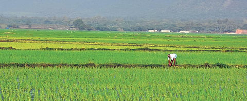 Tamil Nadu Polls: Red or Green, who will sweep Delta clean?