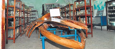 The skeleton of a whale exhibited at the marine biology department  | Express