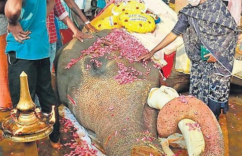 People pay tribute to tusker Ambalappuzha Vijayakrishnan at the Sree Krishna Swami temple on Thursday | Express