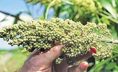 Sorghum ryots suffer as govt yet to purchase crop
