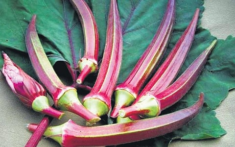 Red Okra boasts of many health benefits.