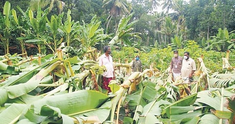 Plantains of this farmer from Venganoor panchayat was recently destroyed in the wind and downpour caused by  Cyclone Tauktae | FILE PIC