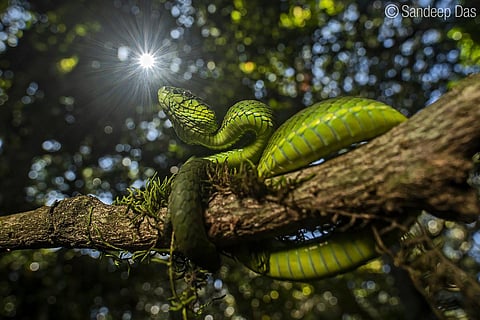 Little wild lives by Sandeep Das, Kerala's shutterbug-turned-biologist