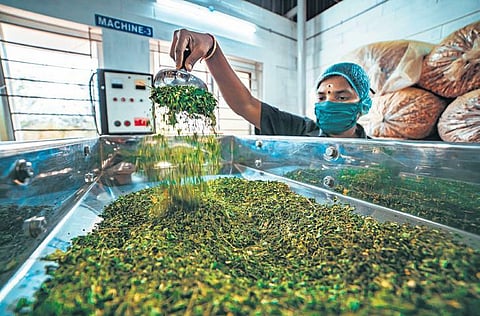 The Myriad miracles of Moringa