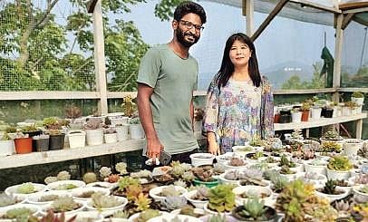 A succulent adventure