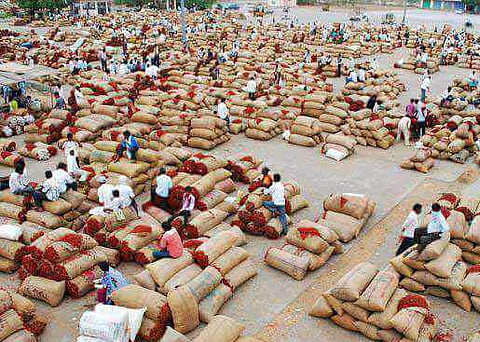 Chilli farmers seen sitting with their produce in the Guntur Mirchi Yard in Guntur district| express