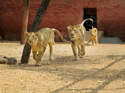 Lions at the Hyderabad Zoo. (File | EPS)