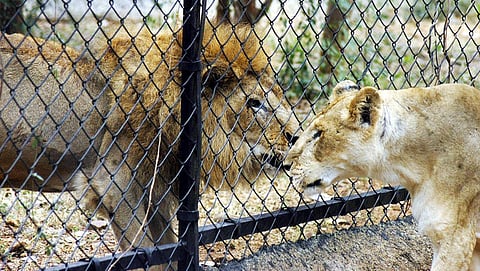 Lions at the Hyderabad Zoo (File photo | EPS)