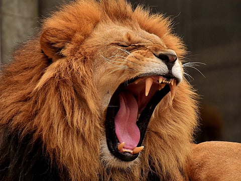 The safari park has already been shut for public. (Representational Photo)