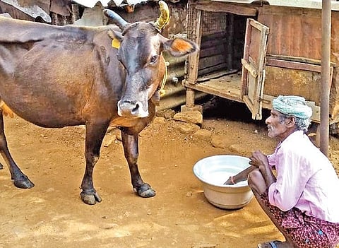Mahendran, a dairy farmer in Gavi, feeds his cow | Express 
