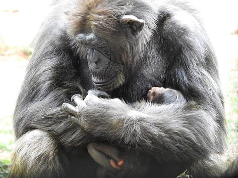 Gowri cradling her baby (Photo | Special arrangement)