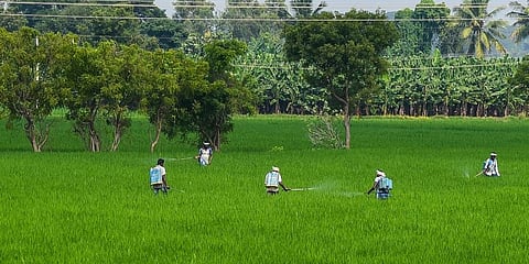 Farmers in their fields in Tiruchy district. (Photo | EPS)