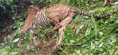 The tiger had killed a buffalo there two days ago and reappeared on Thursday evening. (Photo | Express)