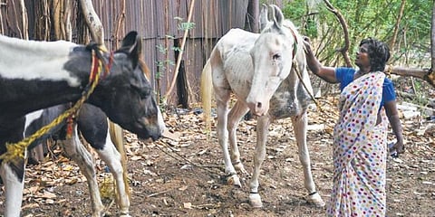 A woman pets her horse on the banks of the Cooum in Chennai on Sunday. (Photo | Debadatta Mallick, EPS)