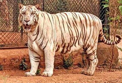 Arjuna, the white tiger, which was adopted on Rahul Gandhi’s birthday