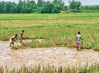 Farmers preparing for kharif cultivation. Image used for representational purposes. 