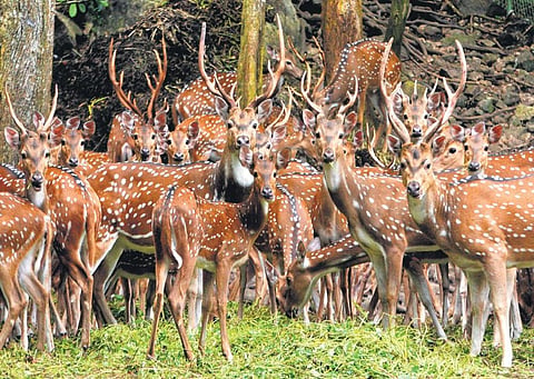 A herd of deer at Neyyar Deer Park near Neyyar Dam in Thiruvananthapuram. In the last one and a half months 12 deer died due to various illnesses in the park.