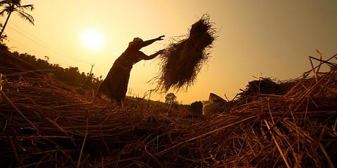 Paddy Crop (Representational Photo | EPS)