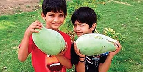 Kids holding Noorjahan mangoes. (File Photo | Express Photo Service)